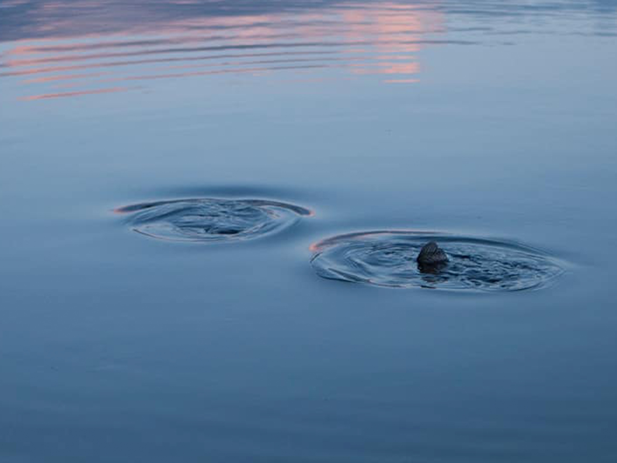Harelaw Trout Fishery
